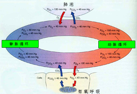 2014初級護師生理學(xué)輔導(dǎo):氣體交換的過程